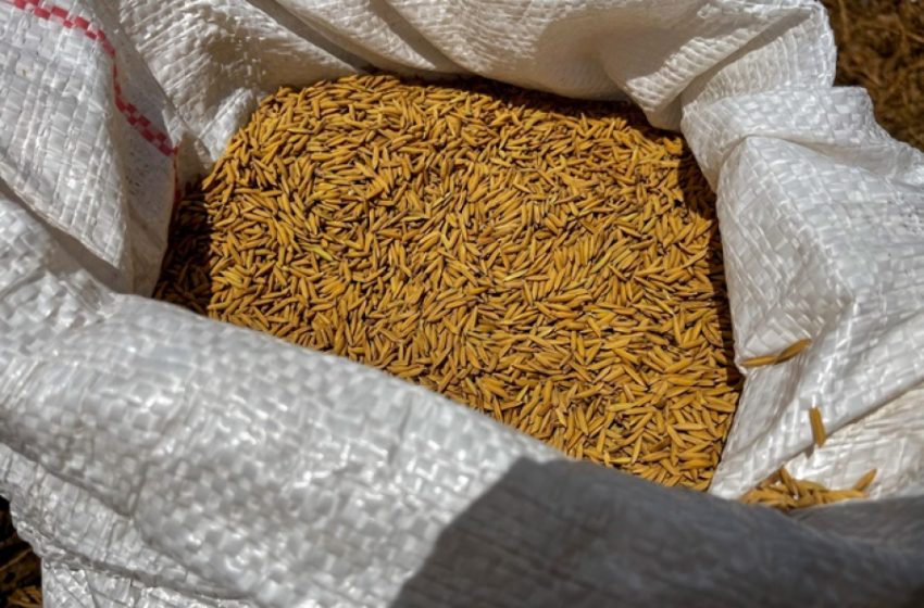  Governo do Estado inncentiva produção de arroz em Alagoas