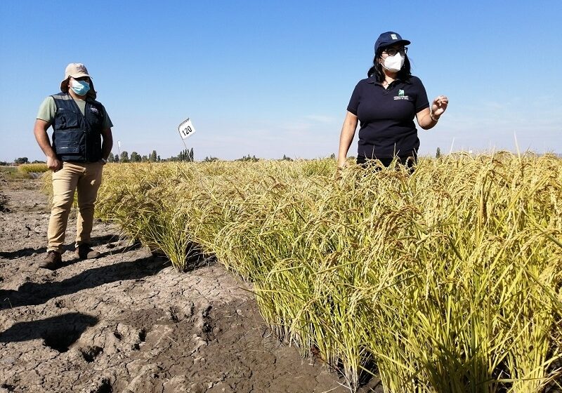  Pesquisadora do INIA alerta cenário complexo para produção nacional de arroz por falta de água