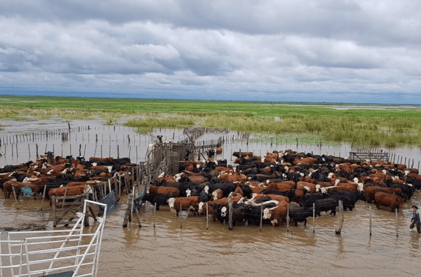  Há 10 mil hectares de arroz que permanecem submersos na Argentina
