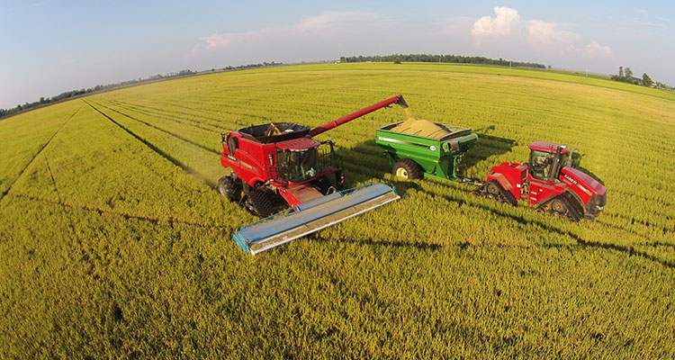  Agricultores de arroz do Texas enfrentando temporada difícil
