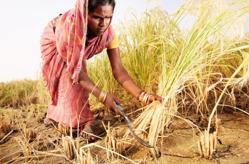  Demanda por arroz da Índia dispara com inundações na Ásia