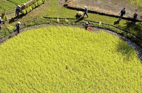 O grupo de preservação Kuruma-da, composto por moradores locais, administra e mantém este campo de aproximadamente 340 metros quadrados. Foto Yomiuri Shimbun