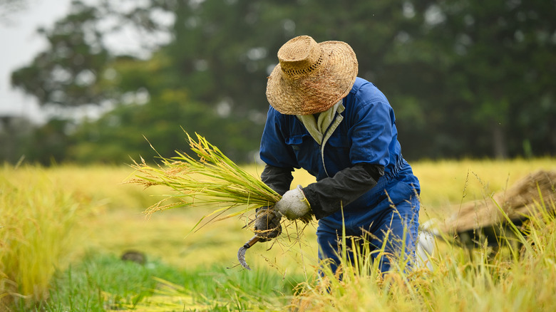  Cientistas correm para salvar o arroz-rei japonês das mudanças climáticas