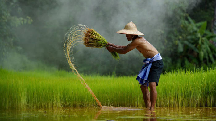  Aumento do preço do arroz por Tailândia e Vietnã é impossível