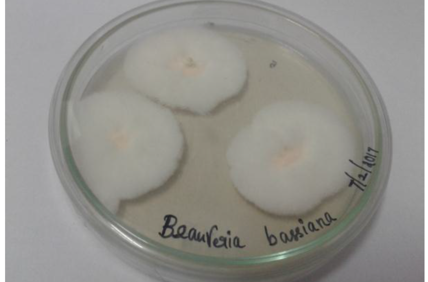  Nanotecnologia combina fungo letal para insetos a substratos da cultura do arroz, com foco no manejo sustentável de pragas