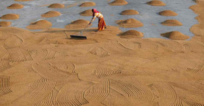  Por que a Índia é a chave para as perspectivas do mercado global de arroz