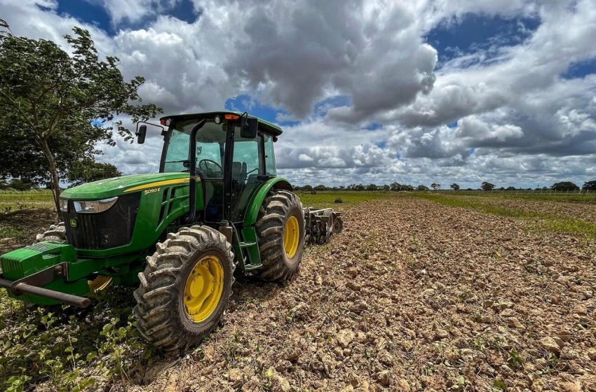  Penedo retoma cultivo de arroz após 20 anos e projeta safra de 500 toneladas