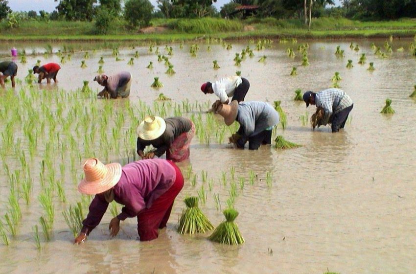  A produção de arroz da Tailândia fica atrás das dos seus concorrentes asiáticos