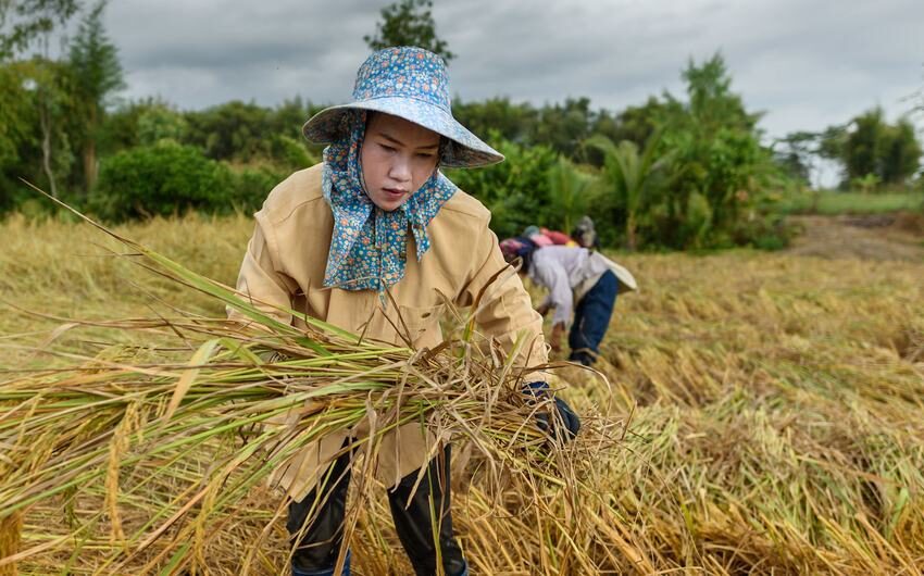  Receitas de exportação da Tailândia ameaçadas por excesso de arroz