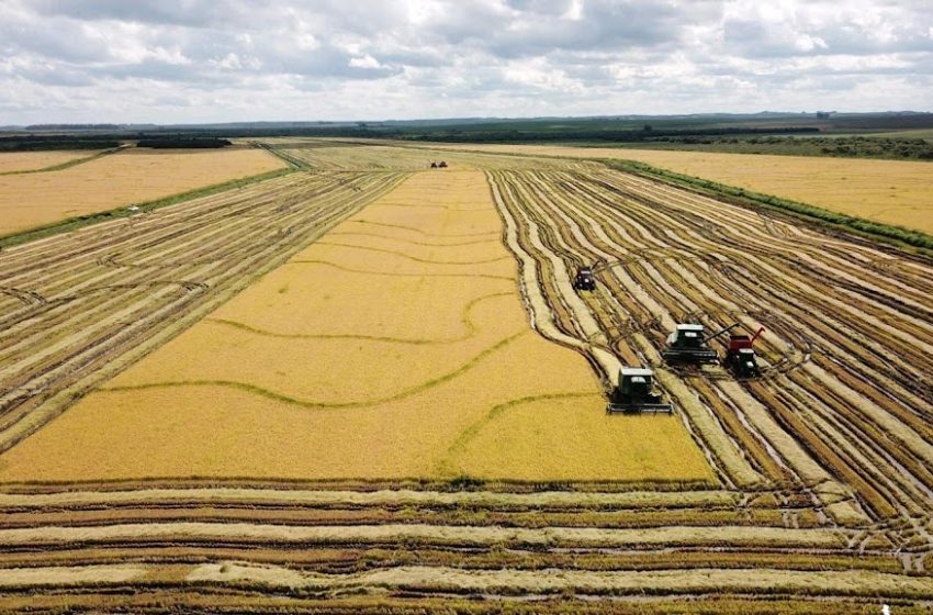 Safra 2024/25 registra recorde histórico de produtividade do arroz no RS