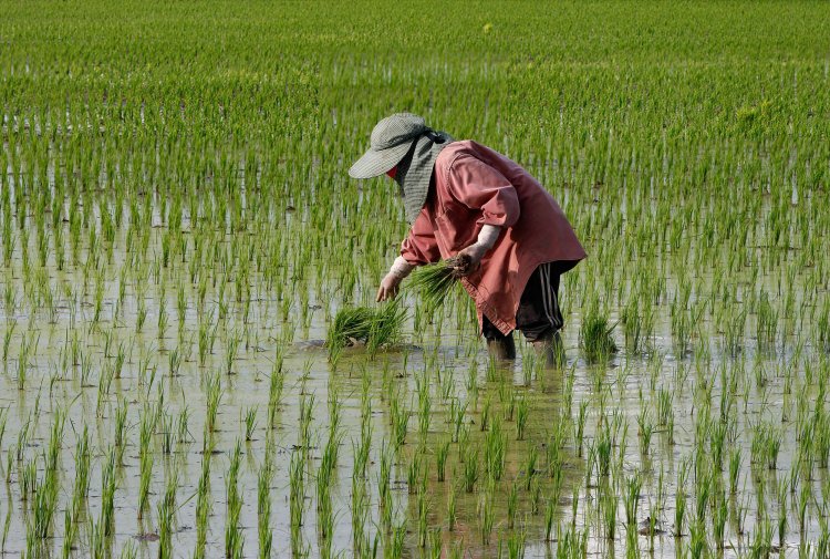  Produção global de arroz ainda deve atingir recorde, diz USDA