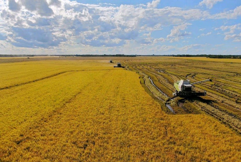Safra de arroz 2024/25 é a quarta maior da história do Brasil