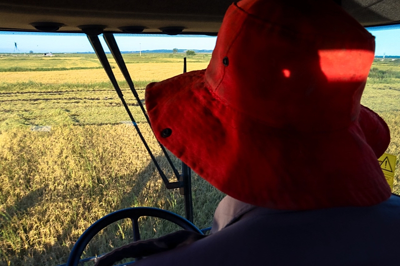  Como a seca no Rio Grande do Sul atingiu a maior produção de arroz orgânico da América Latina?