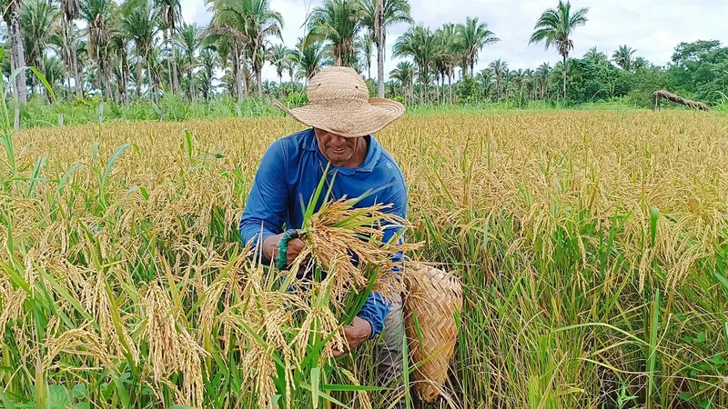  Governo anuncia R$ 1 bi para compra de arroz de pequenos produtores