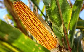  Colheita do milho supera os 88% do cultivo no RS