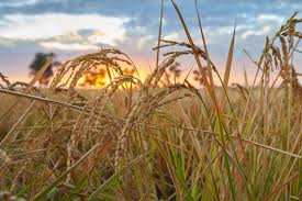  Reino Unido concorda em remover todas as barreiras ao arroz australiano