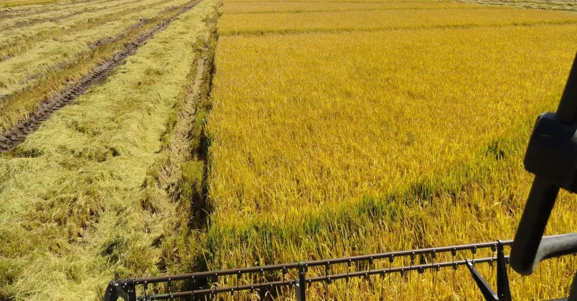 Emater projeta safra de 7,49 milhões de toneladas de arroz no RS