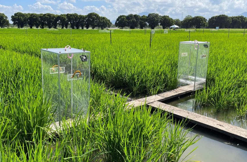 IRRI e parceiros padronizam métodos de medição e modelagem de GEE