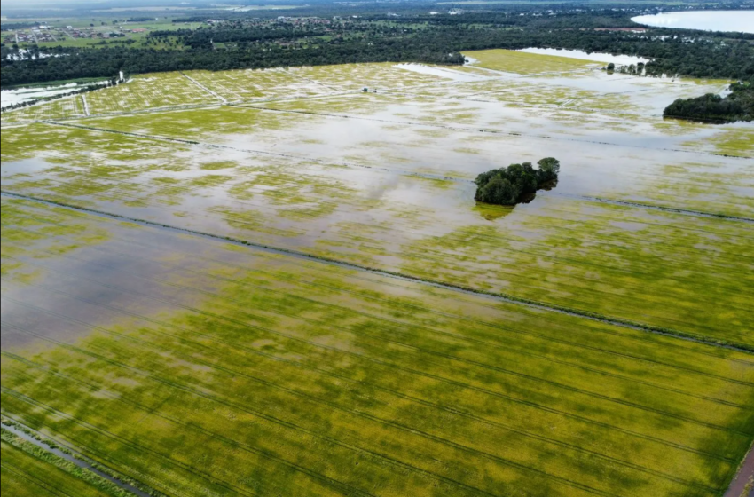  Produtores de arroz têm perdas de R$ 50 milhões a R$ 60 milhões por chuva em TO