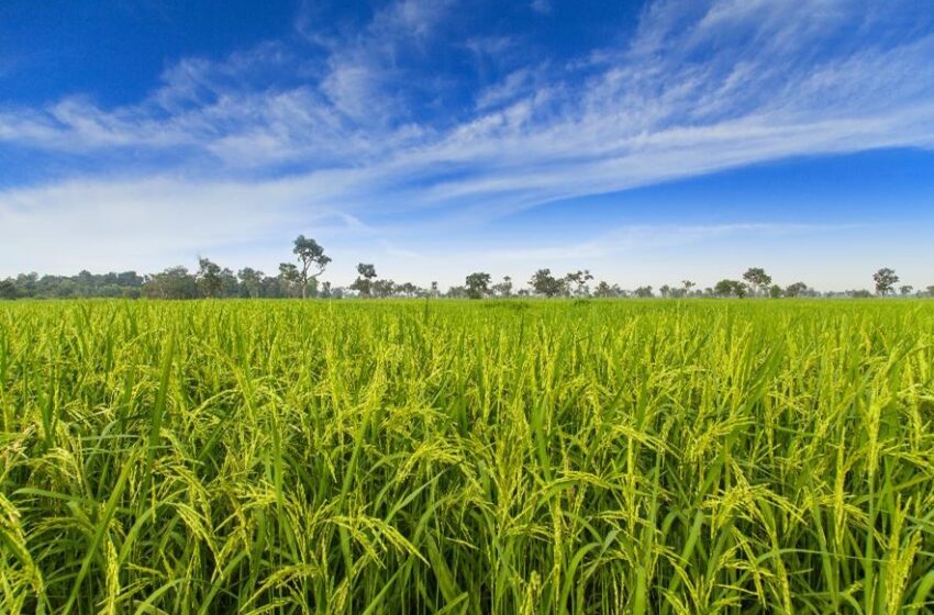  IHARA anuncia tecnologia inédita para a cultura do arroz na nova safra