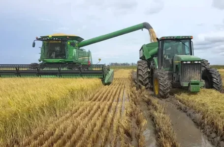 Colheita uruguaia ficou em 1,3 milhão de toneladas em 2023/24. Foto: Àmbito