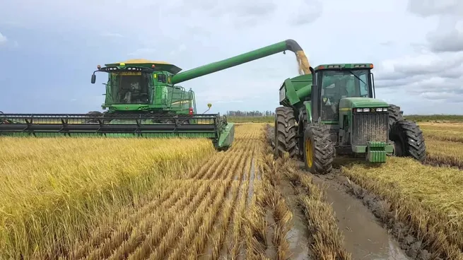  Uruguai: Intenção de plantio de arroz aumenta com boa previsão do clima