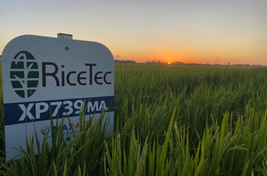  RiceTec leva tecnologia Max-Ace® para a Abertura da Colheita do Arroz 2023