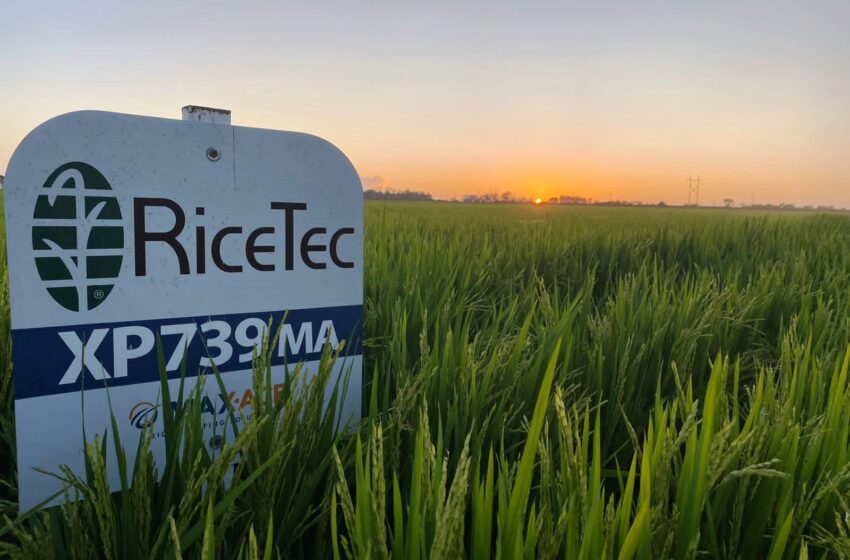  RiceTec leva tecnologia Max-Ace® de controle de inços à Abertura da Colheita