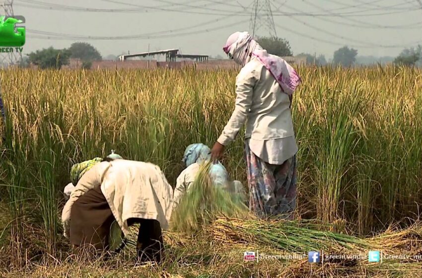  Índia isenta arroz orgânico não-Basmati quebrado de restrições à exporttaç