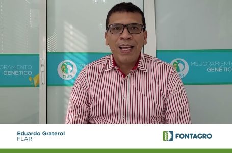 Graterol: Oportunidade de avanço para os híbridos da América Latina