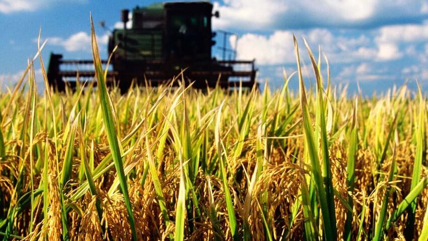  EUA: fortes vendas de exportação de arroz em casca