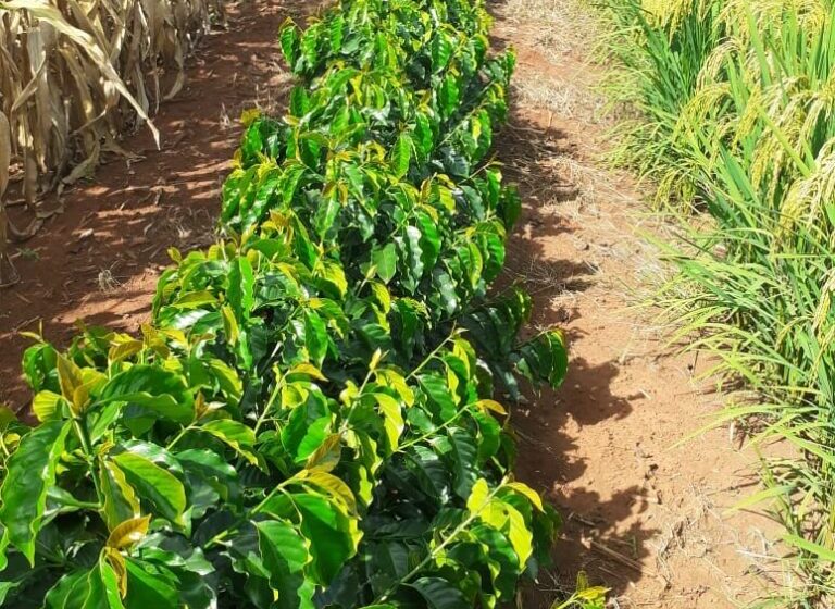  Em Minas Gerais, agricultores plantam arroz nas entrelinhas dos cafezais