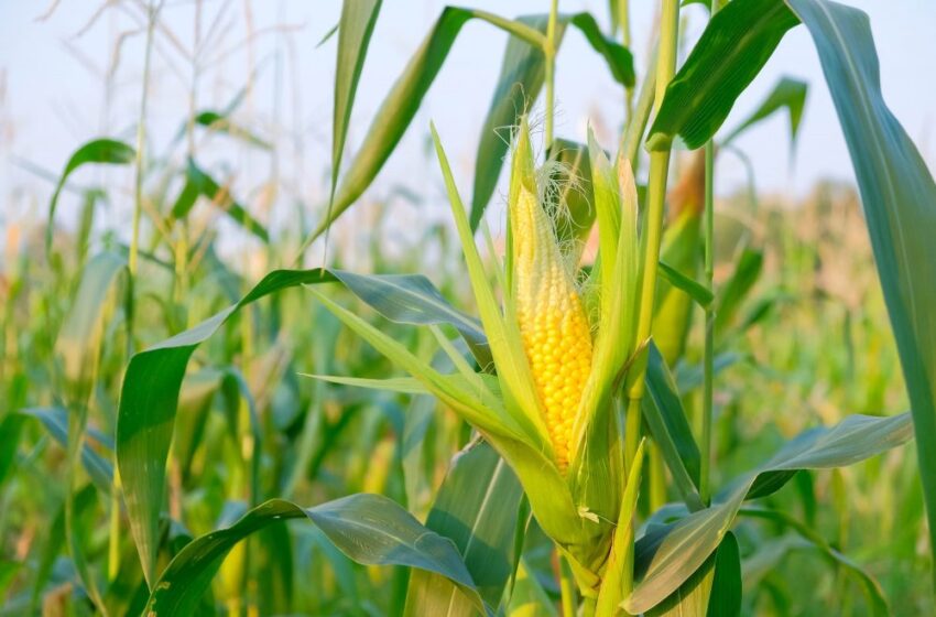  Estresses hídricos atrapalham a colheita do milho
