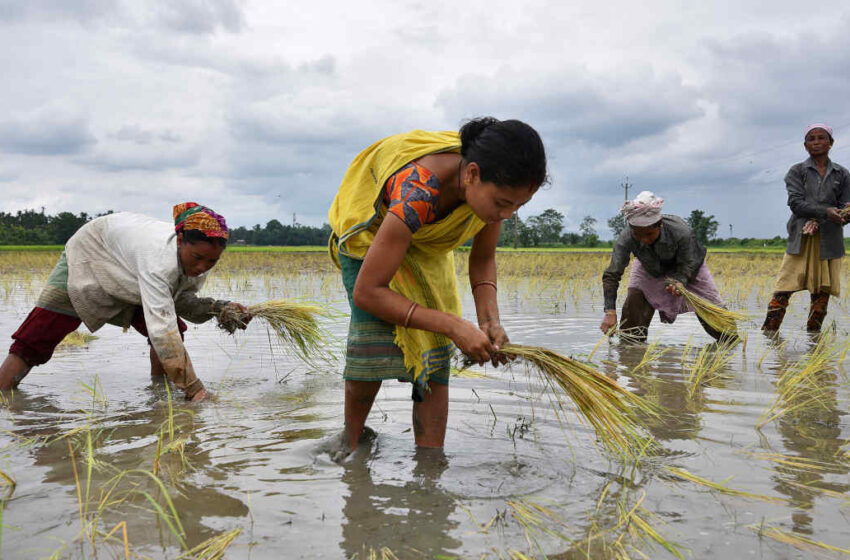  Ásia: oferta restrita e demanda em alta levam a recorde os preços do arroz na Índia