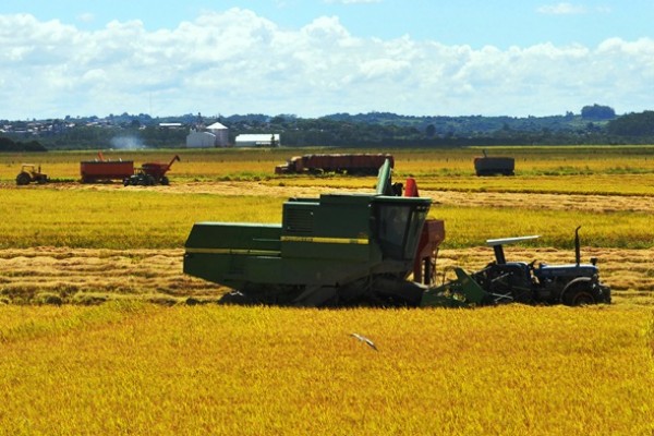  Colheita mal feita desperdiça até 50% da produção de arroz