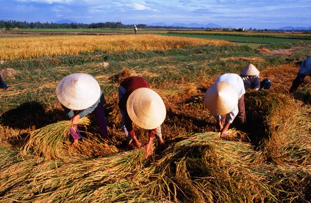  Previsto aumento em reservas mundiais de arroz