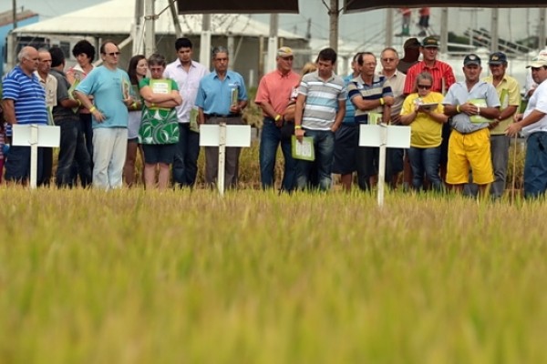  Tudo pronto para a 23ª Abertura Oficial da Colheita do Arroz