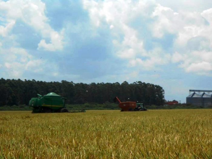  Tem início a colheita de arroz no Rio Grande do Sul