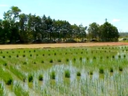  Falta de chuva preocupa produtores de arroz do Vale do Paraíba