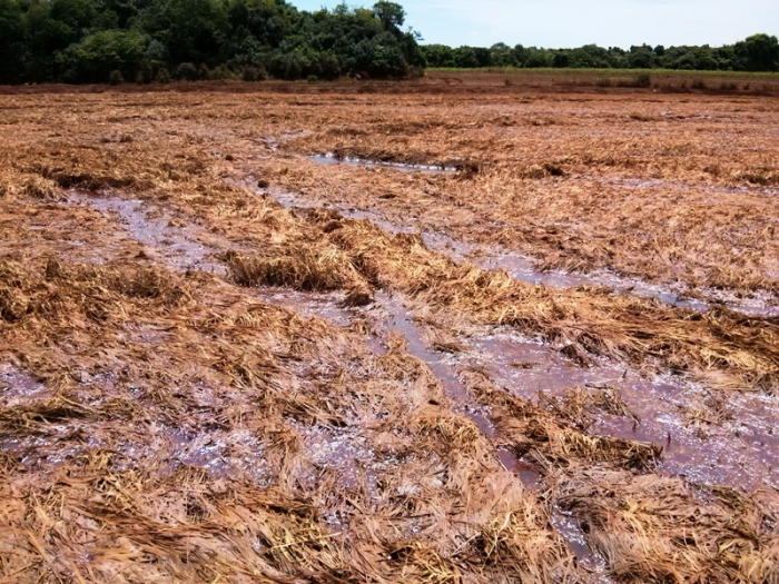  Produtores de São Borja discutem no 8º Nate cheia do Rio Uruguai