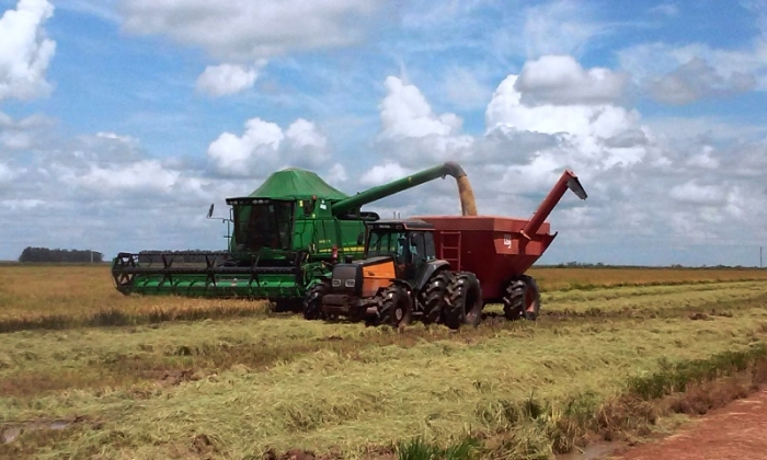  Colheita do arroz também começa em Itaqui