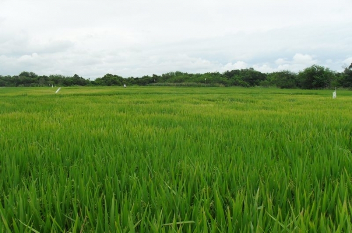  Irga tem atividades intensas durante a 25ª Abertura Oficial da Colheita do Arroz