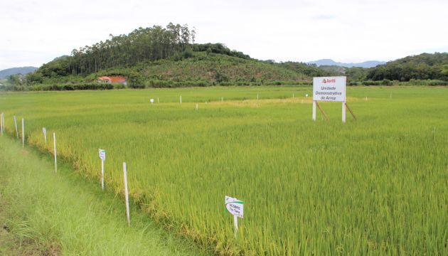  Produtividade do Arroz – Dia de campo vai avaliar a unidade demonstrativa