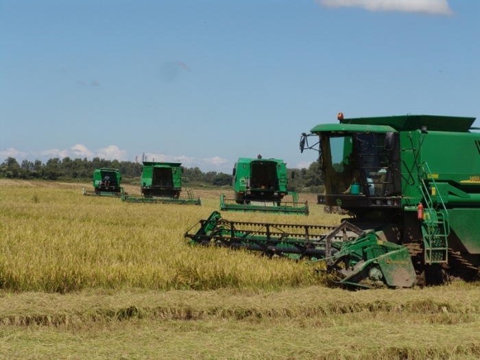  Área colhida de arroz no Estado é de 53%