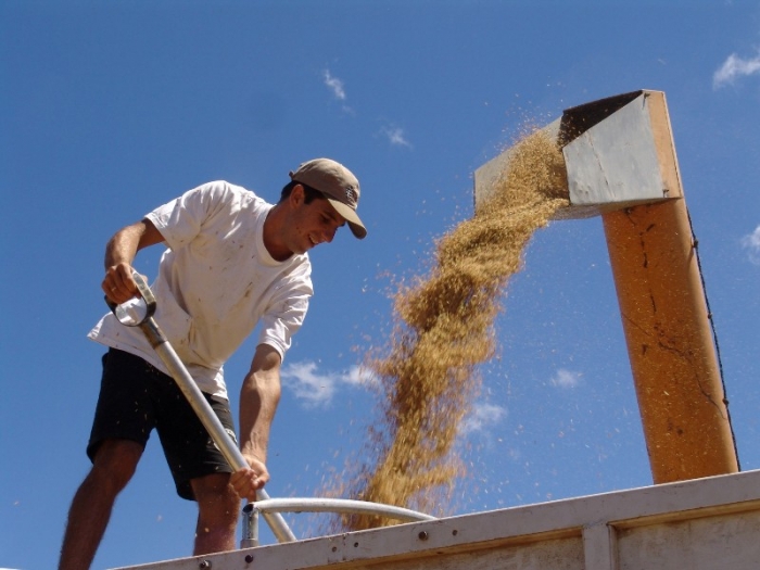  Colheita do arroz no RS chega a 64,4% da área