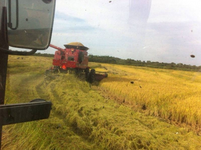  Estado tem 78,3% da área de arroz colhida