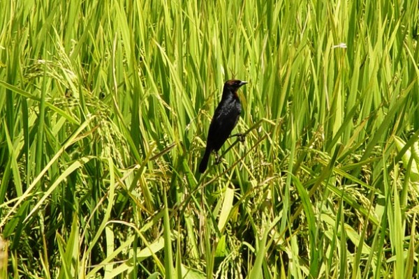  Produtividade do arroz começa a cair em Cachoeira do Sul