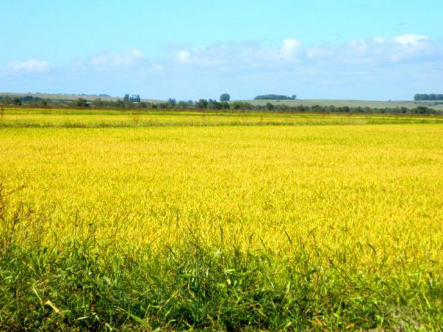  Incra/RS lança Edital de Abertura da Safra de Arroz 2015/2016