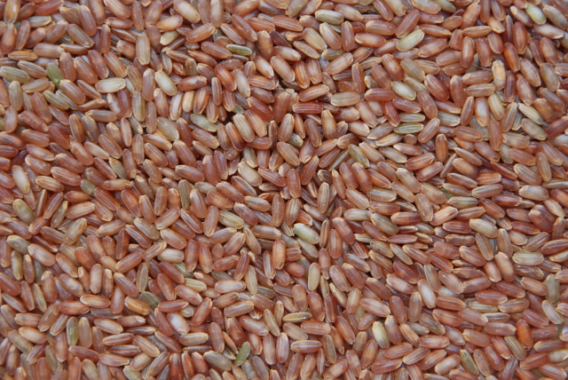  Embrapa oferece sementes de arroz da terra para atender nichos de mercado