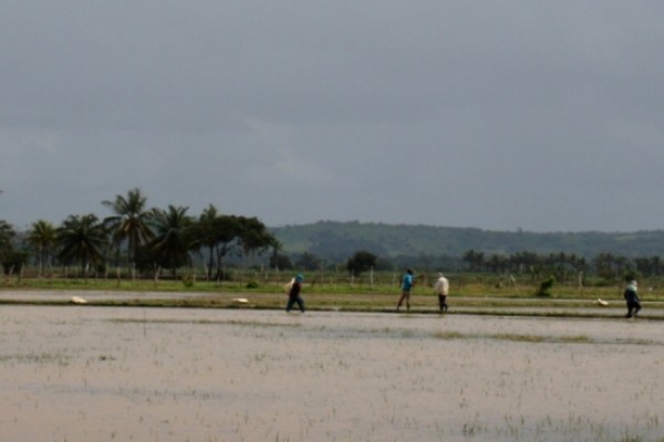  Produtores de perímetros iniciam plantio do arroz em Sergipe